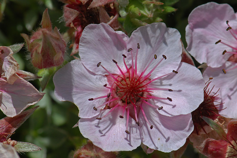 Potentilla nitida / Cinquefoglia delle Dolomiti